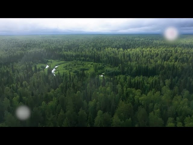 В Приангарье участились случаи пропажи людей в лесных массивах