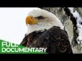 Eagles: The Kings of the Sky | Free Documentary Nature