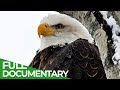 Eagles The Kings Of The Sky Free Documentary Nature