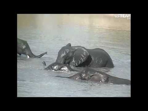 Elephants in Water Djuma 01-07-12