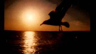 Blackbird - Sarah McLachan (subtitulada al español)