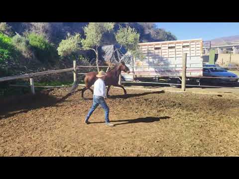 Pastora Andalusier Lusi Stute 2