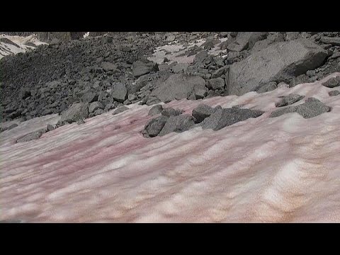 Pink ice spotted in Alpine glacier fuels concerns over accelerated melting