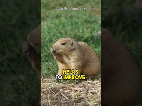 Gophers: Revealing Fascinating Facts You Never Knew! #shorts