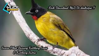 Download lagu Suara Pikat kutilang Emas & Kutilang Sutra, Guricam Ampuh terbaru , link mp3 di deskripsi mp3