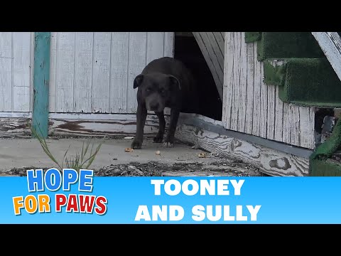 Alone - PAWS