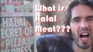 MUST SEE!!! Why do Muslims eat Halal - It's Unbelievable to see how these animal submit in ISLAM when the Muslims recite G...