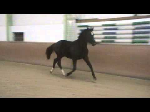 Querida by Quasar de Charry - Rotspon