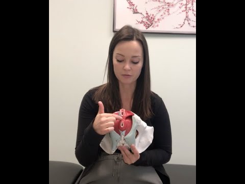 Female Pelvic Anatomy: Vulva vs  Vagina