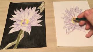 Library Drawing Party - Water Lily with Julia