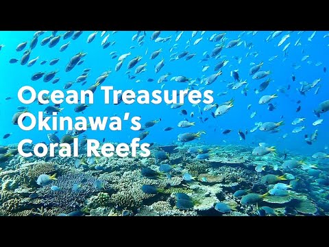 Ocean Treasures Okinawa's Coral Reefs - 60sec
