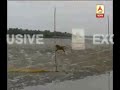 After Treatment The Royal Bengal Tiger Released To Ajmalmari Jungle Watch
