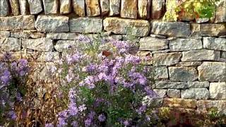 Copy of Butterflies and Bees in the Parklands of Floyd's Fork
