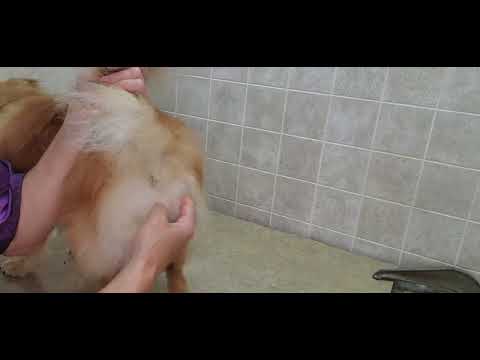 How to trim around a Pomeranian/Shih-Tzu bum area, scissor cut