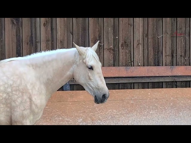 ✨ L&rsquo;&eacute;l&eacute;gance dor&eacute;e alli&eacute;e &agrave; un caract&egrave;re exceptionnel ✨