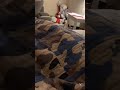 Halloween 2 Pillow Stab Scene Remake My Version