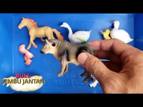 Amazing Animal Sounds for Children. Bunyi-bunyi Haiwan Untuk Kanak-kanak