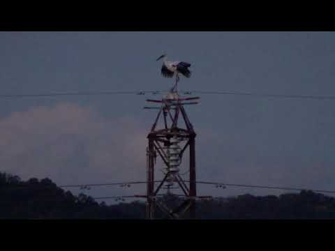 コウノトリ・J0057(20171115  PM 0521)塒入り