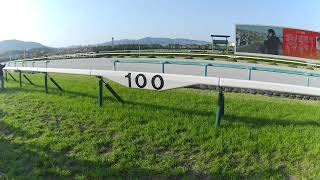 阪神競馬場　芝　100m(2024/4/14)