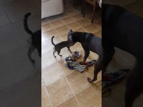 doberman puppy playing with cloth