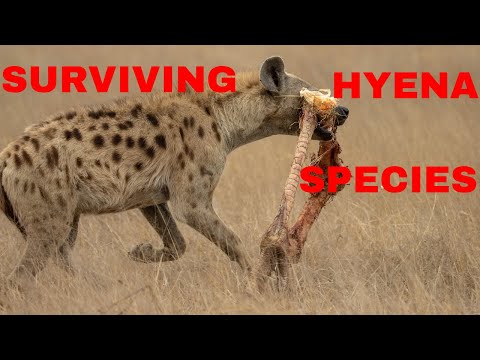 How many types of hyena are there?