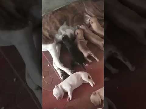 Mother Dog feeding Beautiful Puppies | Dog lovers  #shorts #pets #dogs