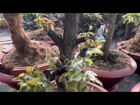 Sb sài gòn phát triển sau khi tháo bịch 1 đến 2 tuần như thế nào