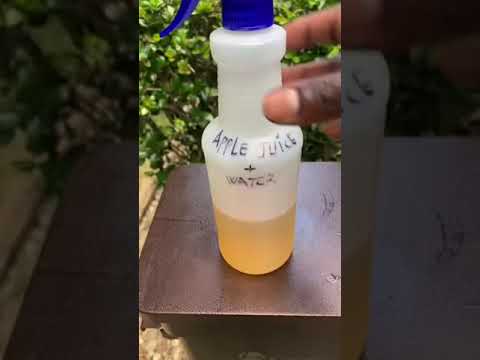 HOW TO MAKE SMOKED RIBS ON A PELLET GRILL #thisisbossinglybossing #smokedribs