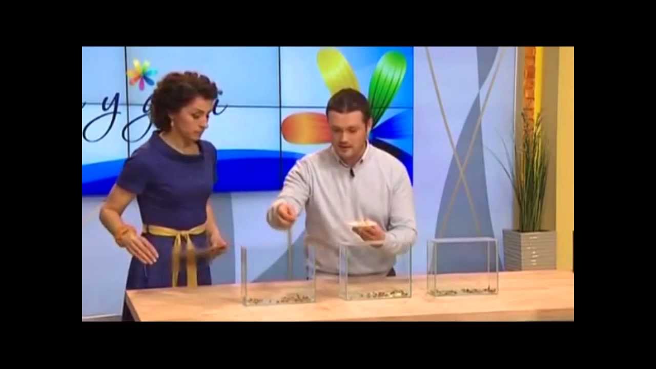 Народные методы борьбы с тараканами