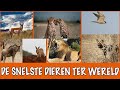 TOP 10 snelste dieren ter wereld! | DierenpraatTV