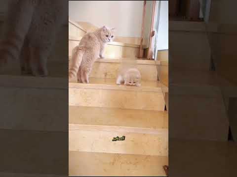 “خطأ صغير، فوضى كبيرة” #النظافه #viral