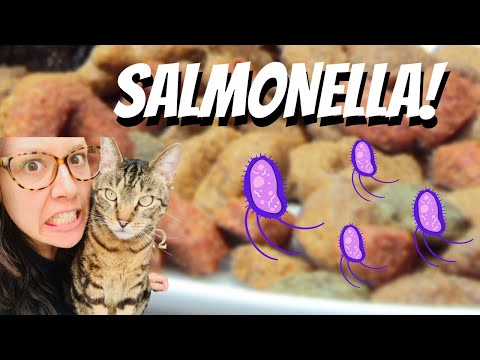 SALMONELLA 🦠 Recall in KIBBLE AGAIN! Why You Scared of RAW? - #caticles