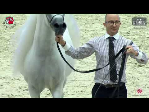 N 253 SINMAR AL BIDAYER   Sharjah International Arabian Horse Festival 2023   Stallions 4 to 6 Yrs