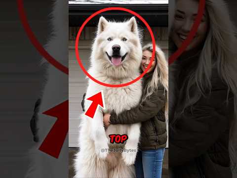 TOP 5 CUTEST Dog Breeds in the World 🐶💖 #shorts #top5