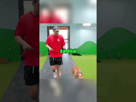 Psa Na Třech Nohách Nikdo Nechtěl 🥺 #shorts