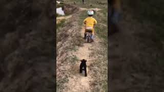 ☆Super Cute Animals☆Cute cats and funy dogs＆cat　videos compilation2021C㊸#Shorts