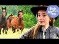 Pferde Rinder Gaucho Linn Beim Westernreiten Dein Großer Tag