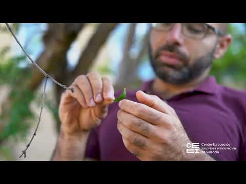 BioEcoLoops. Llamp 3I