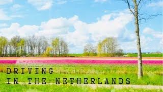 Driving somewhere on the way from Hoorn to Amsterdam ❘ May 02. 2021 ❘ Spring ❘ Tulips ❘ Windmills