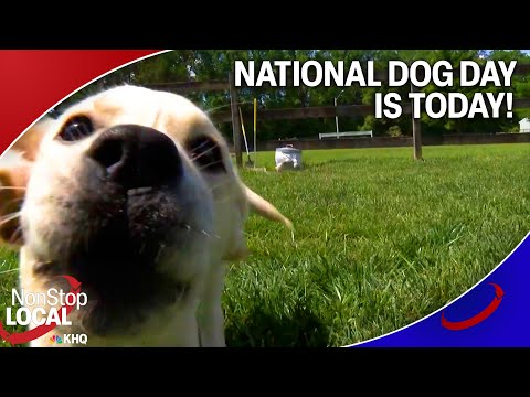 It's National Dog Day Today!
