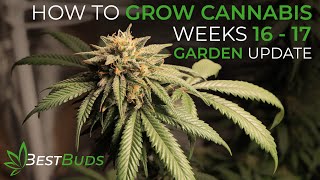 How To Grow Cannabis Weeks 16   17 Flower Update | Indoor Home Grow Season 1 | Best Buds