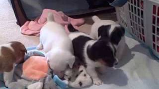 preview picture of video 'Moxie/Paxton Puppies'