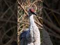 Sandhill Crane Reveals its Majestic Feathers!