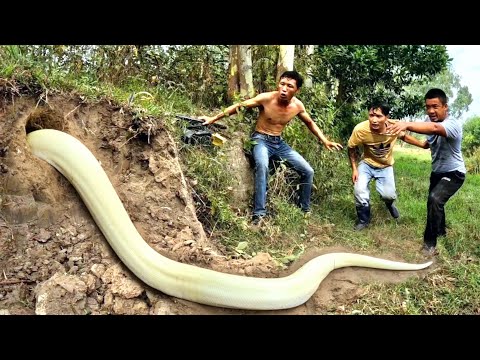 3 Brave Experts Catch Giant White Snake With Their Hands