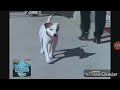 What If Wishbone Aired On Noggin 2006