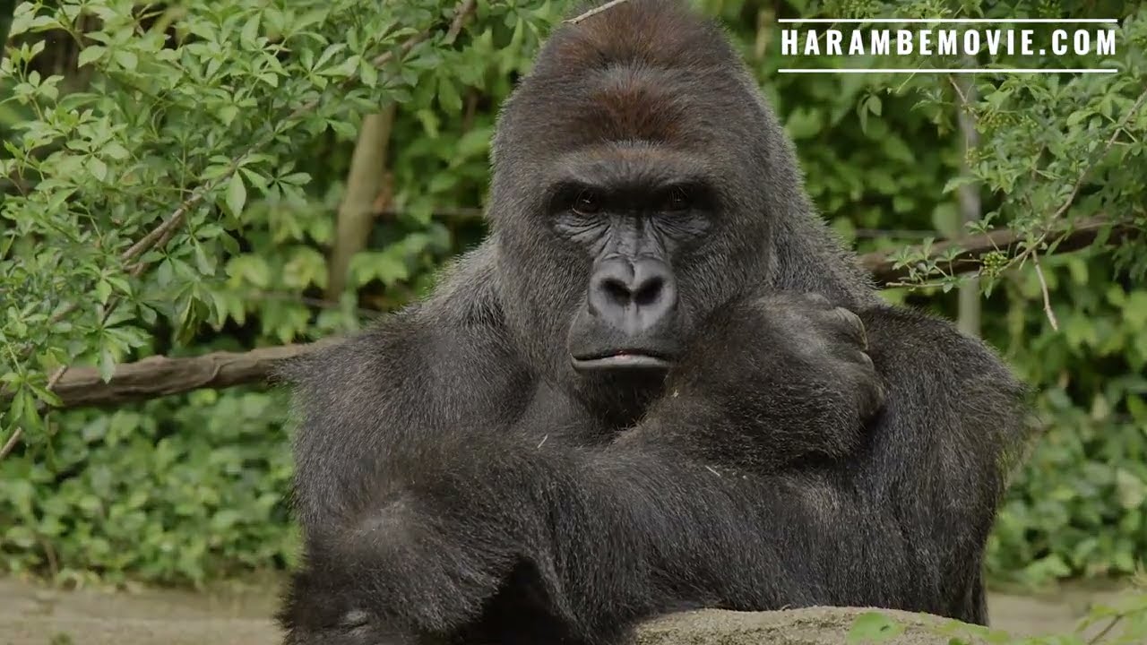 "Harambe" - Animal Rights Documentary - Movie World Premiere World Gorilla Day (Official Trailer)