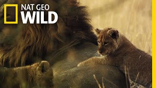 שלושת הנסיכים הצעירים מבצעים בגידה | ממלכת הפרא: מרד