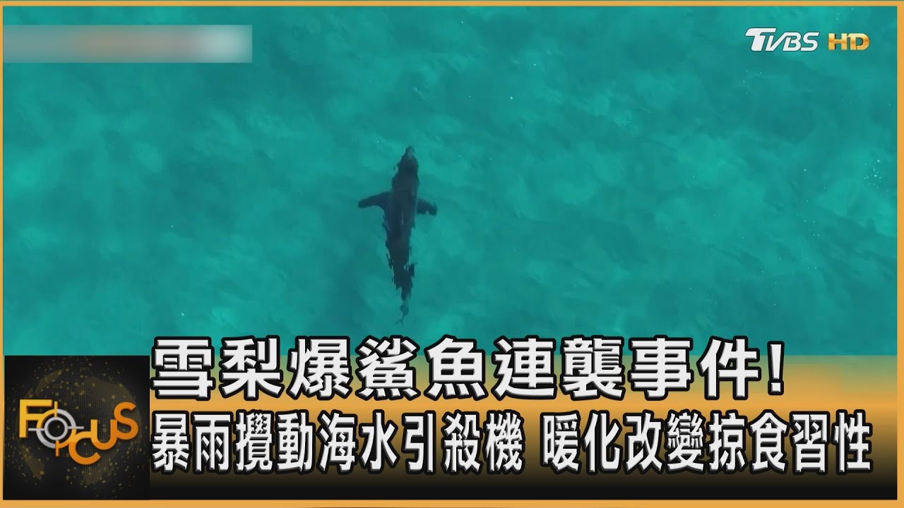 雪梨爆鯊魚連襲事件!暴雨攪動海水引殺機 暖化改變掠食習性