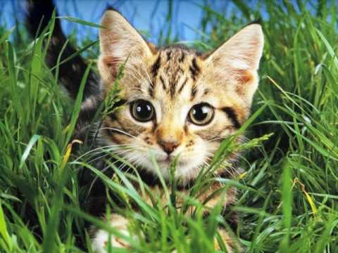 Rád se brouzdám rosou / Michal Tučný.