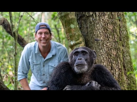 Freek in het wild  Slimme chimpansees